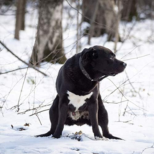 Dog Pooping Calendar 2025, 12 x 12 inch, Funny Gift, White Elephant, Gag Gift, Secret Santa