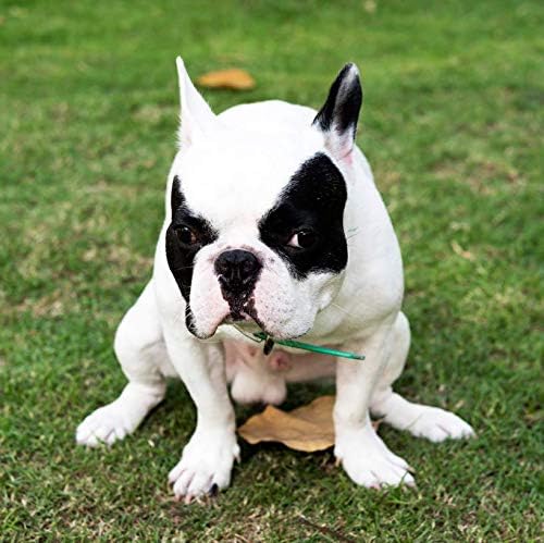 Dog Pooping Calendar 2025, 12 x 12 inch, Funny Gift, White Elephant, Gag Gift, Secret Santa