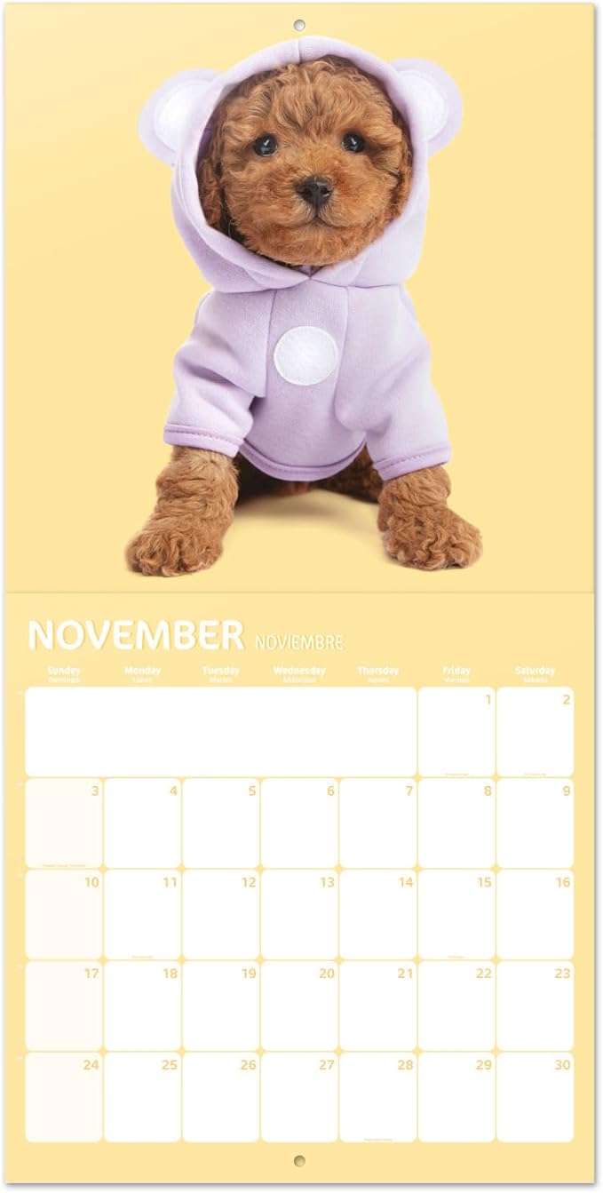 Official Studio Pets Dogs Wall Calendar 2024 12" x 12" FSC® Plastic Free - Starts Week On Sunday | 12 Month Planner | Square Wall Calendar 2024 | Family Planner Calendar 2024 | Poodle Calendar 2024 |