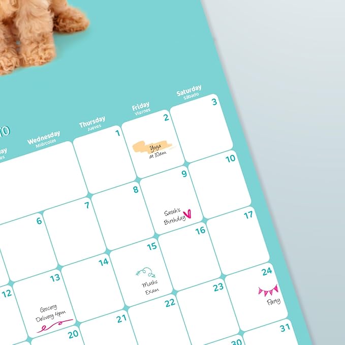 Official Studio Pets Dogs Wall Calendar 2024 12" x 12" FSC® Plastic Free - Starts Week On Sunday | 12 Month Planner | Square Wall Calendar 2024 | Family Planner Calendar 2024 | Poodle Calendar 2024 |