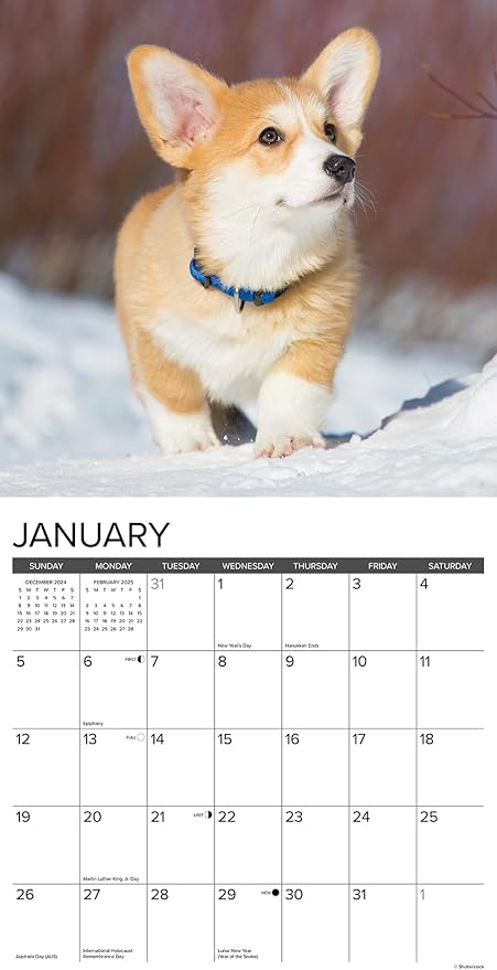 Willow Creek Press Corgi Puppies Monthly 2025 Wall Calendar (12" x 12")