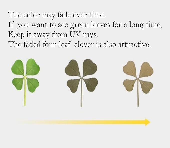 Genuine Real Four Leaf Clover Card Bookmark, Five Leaf Clover Card, Good Luck Gift Card, Invitation Card in Envelope, Good Luck Charm Deco (Big Four-Leaf Clover)