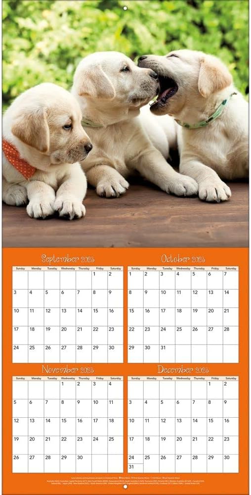 TURNER PHOTOGRAPHIC Playful Puppies 12X12 Photo Wall Calendar (24998940045)