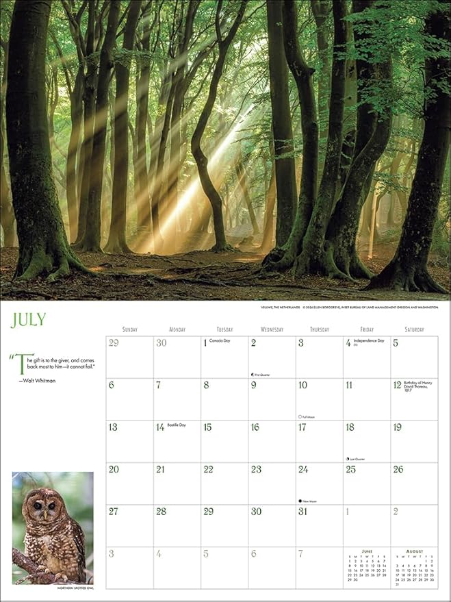 Into the Woods Deluxe Wall Calendar 2025