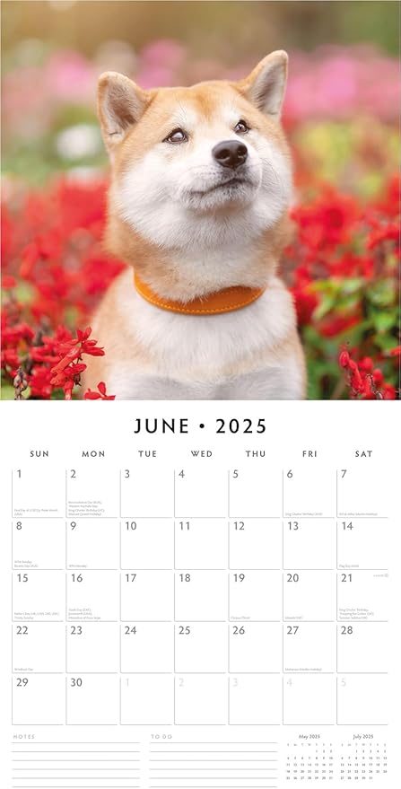 Red Robin 2025 Shiba Inu Monthly Wall Calendar | 12" x 24" Open | Premium Thick & Sturdy Paper | Hangable 12 Month Calendar | Plastic Free | 4 Month Transition Page for 2024