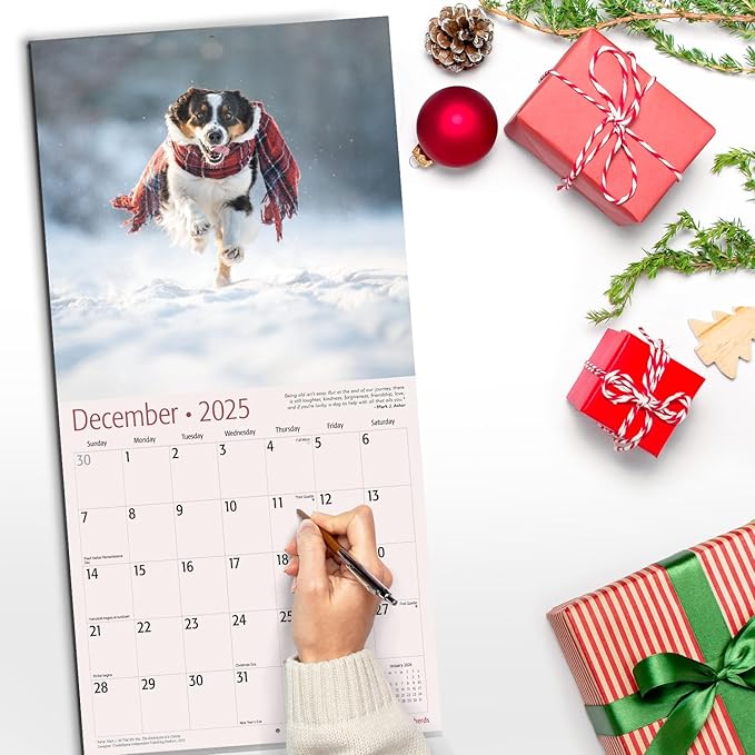 RED EMBER Australian Shepherds 2025 Wall Calendar 12 Month | 12" x 24" Open | Thick & Sturdy Paper | Giftable | Calendar 2025