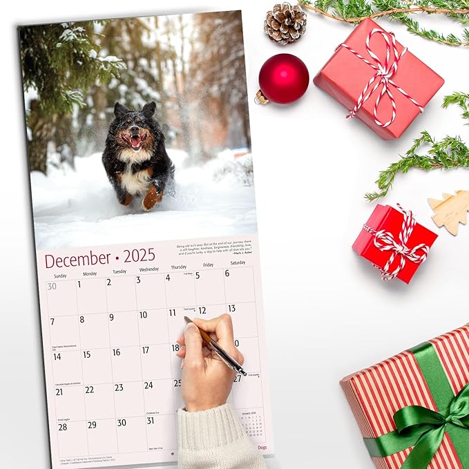 RED EMBER Bernese Mountain Dogs 2025 Wall Calendar 12 Month | 12" x 24" Open | Thick & Sturdy Paper | Giftable | Calendar 2025