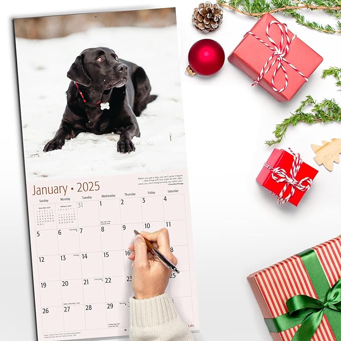 RED EMBER Select - Black Labs 2025 Wall Calendar 12 Month | 12" x 24" Open | Thick & Sturdy Paper | Giftable | Calendar 2025