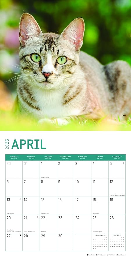 2025 Cats Monthly Wall Calendar by Bright Day, Includes Over 300 Stickers, 12 x 12 Inch