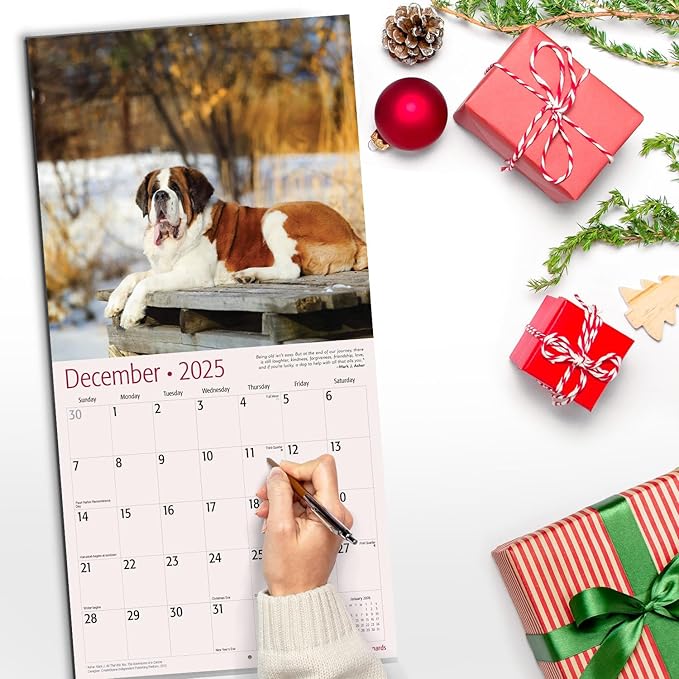 RED EMBER Saint Bernards 2025 Wall Calendar 12 Month | 12" x 24" Open | Thick & Sturdy Paper | Giftable | Calendar 2025