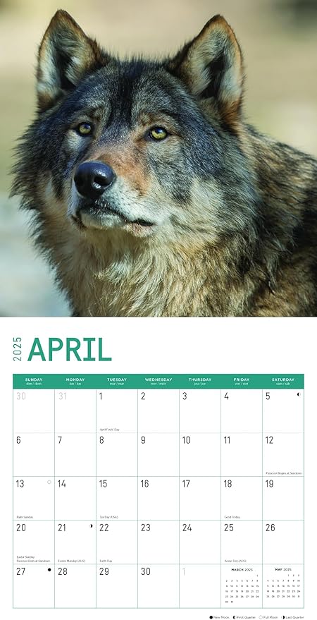 2025 Wolves Monthly Wall Calendar by Bright Day, Includes Over 300 Stickers, 12 x 12 Inch