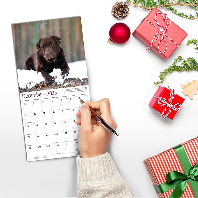 MICASA Chocolate Labs Mini 2025 Wall Calendar 12 Month | 7" x 14" Open | Thick & Sturdy Paper | Giftable | Calendar 2025