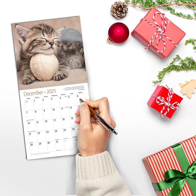 MICASA Cuddly Kittens Mini 2025 Wall Calendar 12 Month | 7" x 14" Open | Thick & Sturdy Paper | Giftable | Calendar 2025