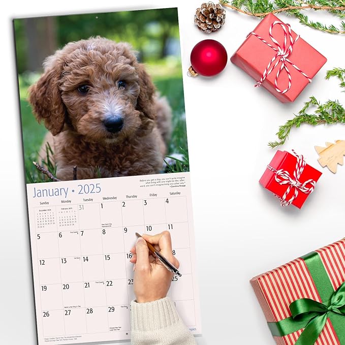 RED EMBER Goldendoodle Puppies 2025 Wall Calendar 12 Month | 12" x 24" Open | Thick & Sturdy Paper | Giftable | Calendar 2025