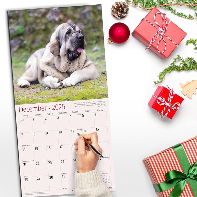 RED EMBER Mastiffs 2025 Wall Calendar 12 Month | 12" x 24" Open | Thick & Sturdy Paper | Giftable | Calendar 2025