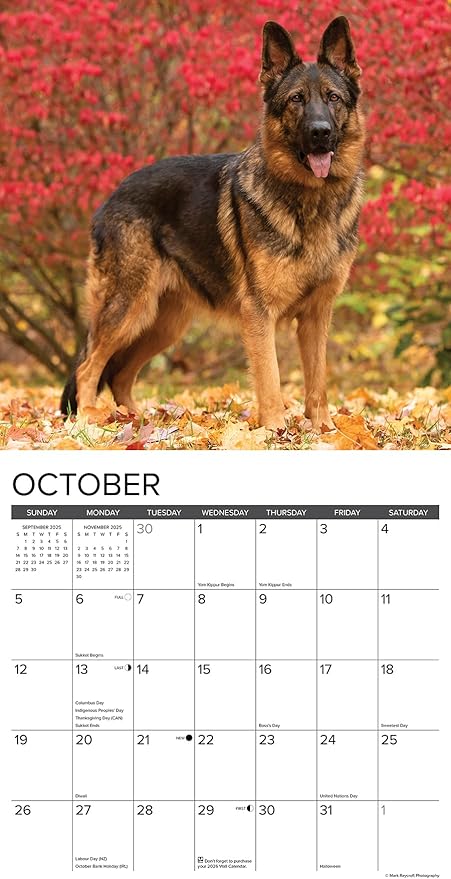 Willow Creek Press German Shepherds Monthly 2025 Wall Calendar (12" x 12")