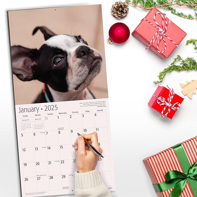 RED EMBER Boston Terrier Puppies 2025 Wall Calendar 12 Month | 12" x 24" Open | Thick & Sturdy Paper | Giftable | Calendar 2025