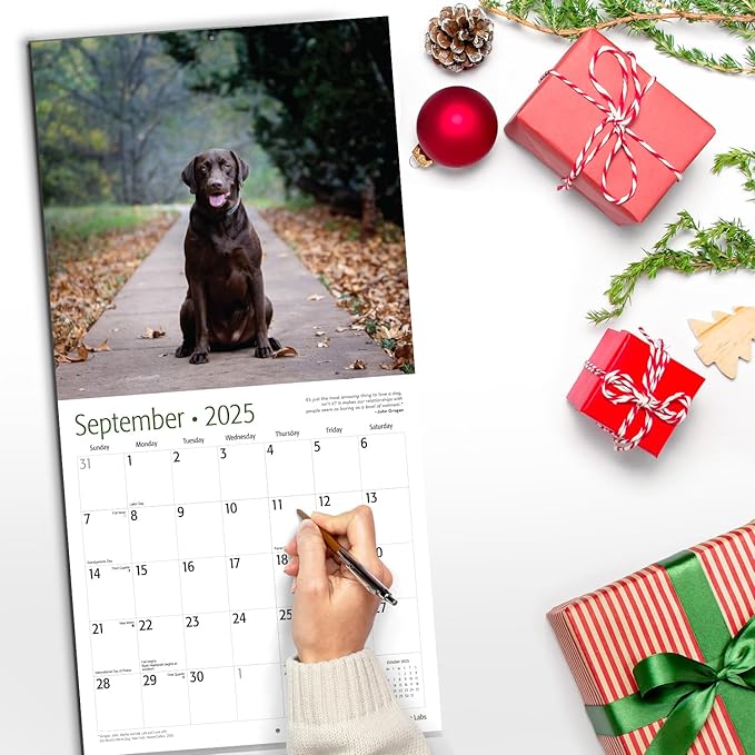 RED EMBER Chocolate Labs 2025 Wall Calendar 12 Month | 12" x 24" Open | Thick & Sturdy Paper | Giftable | Calendar 2025