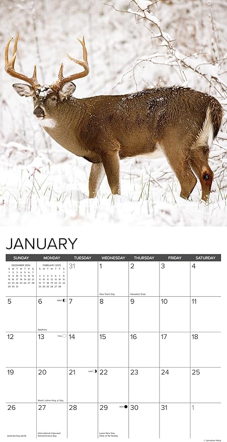Willow Creek Press Whitetail Monarchs Monthly 2025 Wall Calendar (12" x 12")