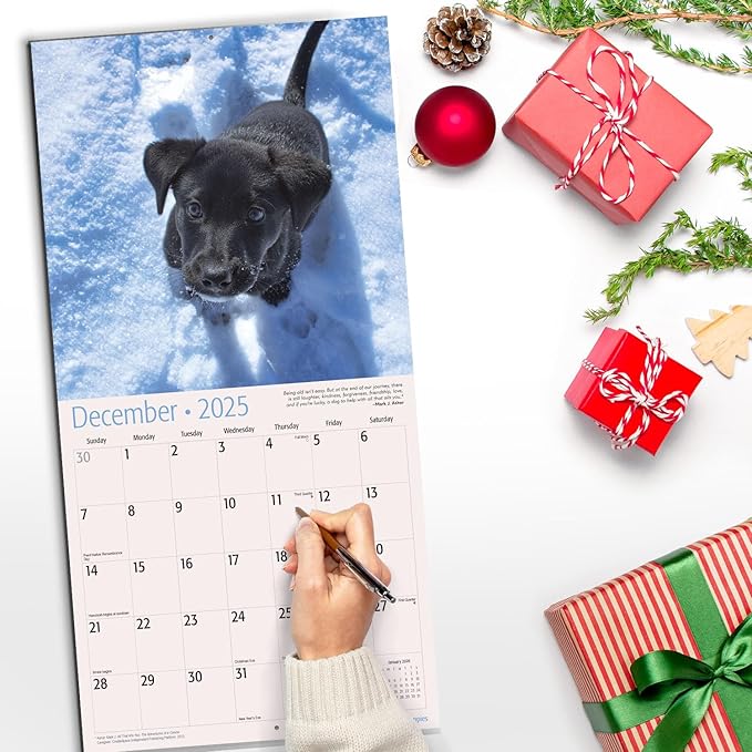 RED EMBER Lab Puppies 2025 Wall Calendar 12 Month | 12" x 24" Open | Thick & Sturdy Paper | Giftable | Calendar 2025