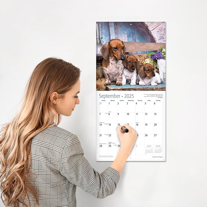 RED EMBER Dachshund Puppies 2025 Wall Calendar 12 Month | 12" x 24" Open | Thick & Sturdy Paper | Giftable | Calendar 2025