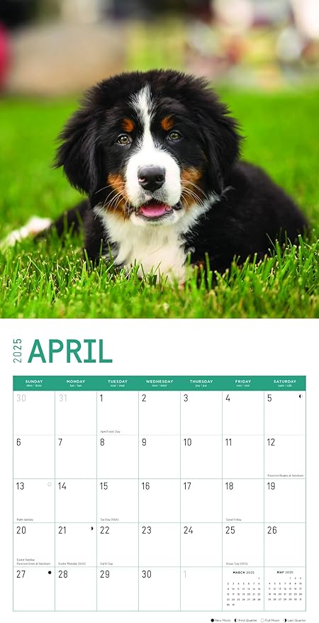 2025 Puppies Monthly Wall Calendar by Bright Day, Includes Over 300 Stickers, 12 x 12 Inch