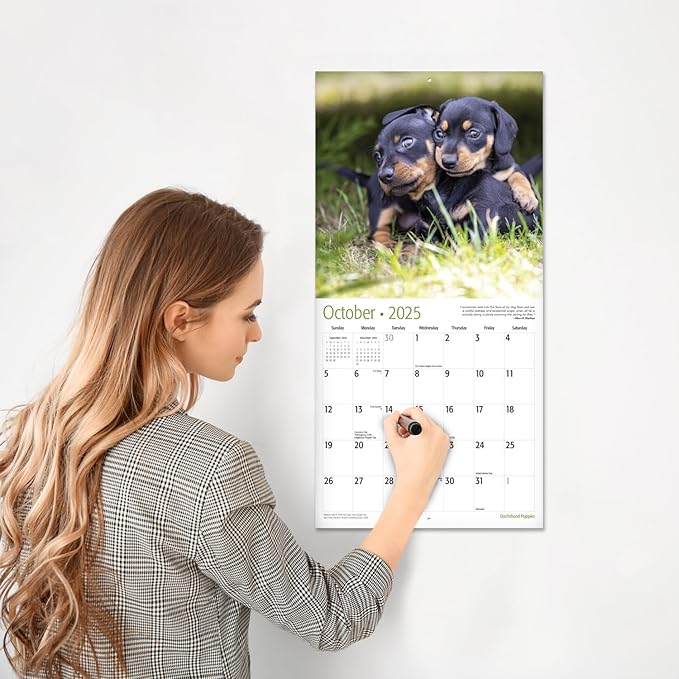 RED EMBER Select - Dachshund Puppies 2025 Wall Calendar 12 Month | 12" x 24" Open | Thick & Sturdy Paper | Giftable | Calendar 2025