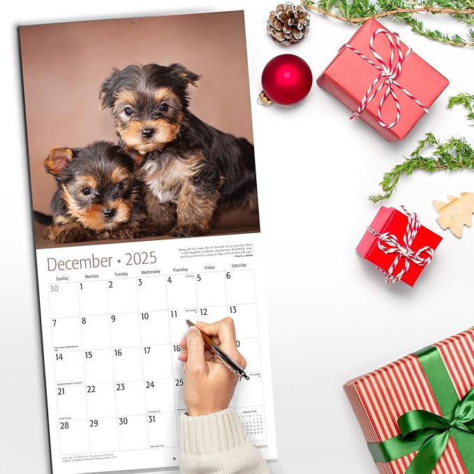 RED EMBER Yorkshire Terrier Puppies 2025 Wall Calendar 12 Month | 12" x 24" Open | Thick & Sturdy Paper | Giftable | Calendar 2025