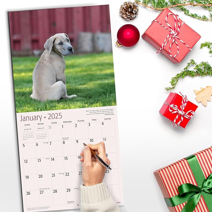 RED EMBER Great Dane Puppies 2025 Wall Calendar 12 Month | 12" x 24" Open | Thick & Sturdy Paper | Giftable | Calendar 2025