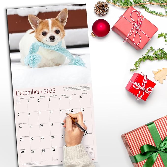 RED EMBER Chihuahua Puppies 2025 Wall Calendar 12 Month | 12" x 24" Open | Thick & Sturdy Paper | Giftable | Calendar 2025