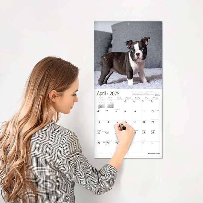RED EMBER Boston Terrier Puppies 2025 Wall Calendar 12 Month | 12" x 24" Open | Thick & Sturdy Paper | Giftable | Calendar 2025