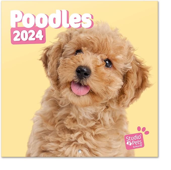 Official Studio Pets Dogs Wall Calendar 2024 12" x 12" FSC® Plastic Free - Starts Week On Sunday | 12 Month Planner | Square Wall Calendar 2024 | Family Planner Calendar 2024 | Poodle Calendar 2024 |