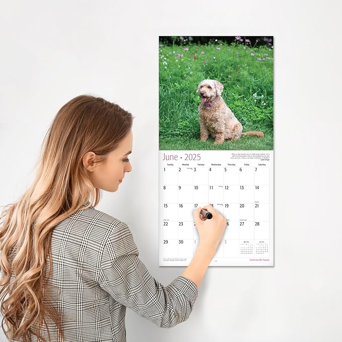 RED EMBER Goldendoodle Puppies 2025 Wall Calendar 12 Month | 12" x 24" Open | Thick & Sturdy Paper | Giftable | Calendar 2025