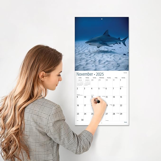 RED EMBER Sharks 2025 Wall Calendar 12 Month | 12" x 24" Open | Thick & Sturdy Paper | Giftable | Calendar 2025