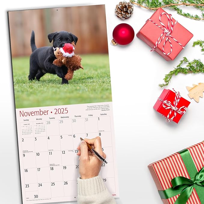 RED EMBER Black Lab Puppies 2025 Wall Calendar 12 Month | 12" x 24" Open | Thick & Sturdy Paper | Giftable | Calendar 2025