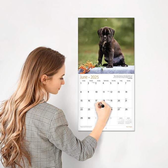 RED EMBER Boxer Puppies 2025 Wall Calendar 12 Month | 12" x 24" Open | Thick & Sturdy Paper | Giftable | Calendar 2025