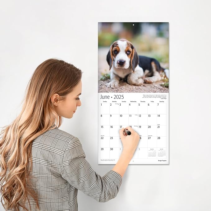 RED EMBER Beagle Puppies 2025 Wall Calendar 12 Month | 12" x 24" Open | Thick & Sturdy Paper | Giftable | Calendar 2025