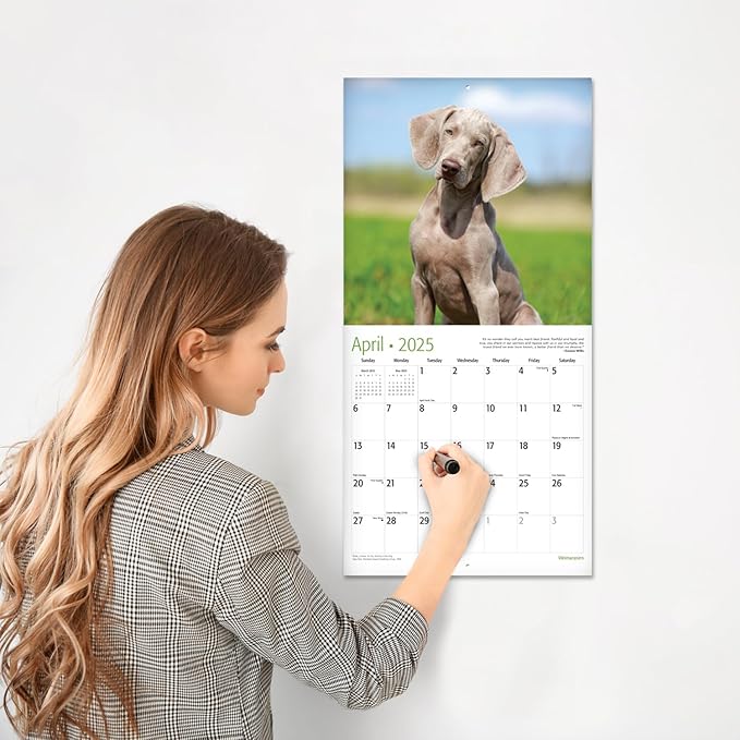RED EMBER Weimaraners 2025 Wall Calendar 12 Month | 12" x 24" Open | Thick & Sturdy Paper | Giftable | Calendar 2025