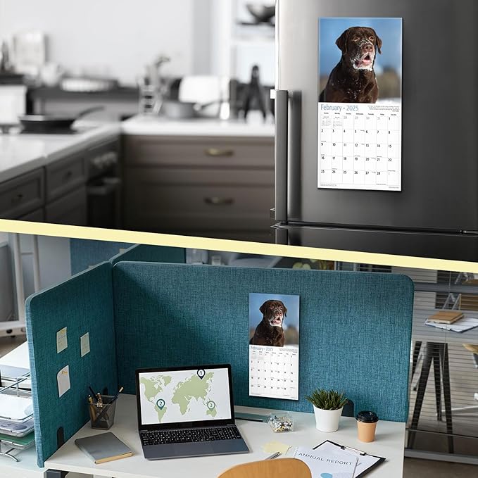 MICASA Chocolate Labs Mini 2025 Wall Calendar 12 Month | 7" x 14" Open | Thick & Sturdy Paper | Giftable | Calendar 2025