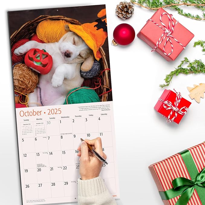 RED EMBER Beagle Puppies 2025 Wall Calendar 12 Month | 12" x 24" Open | Thick & Sturdy Paper | Giftable | Calendar 2025