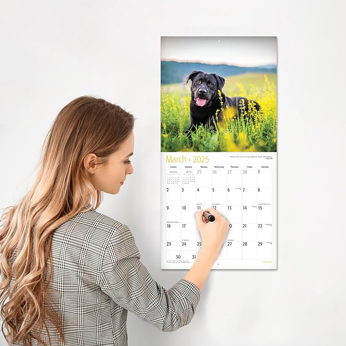 RED EMBER Select - Black Labs 2025 Wall Calendar 12 Month | 12" x 24" Open | Thick & Sturdy Paper | Giftable | Calendar 2025