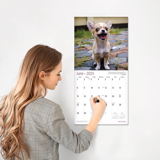 RED EMBER Chihuahua Puppies 2025 Wall Calendar 12 Month | 12" x 24" Open | Thick & Sturdy Paper | Giftable | Calendar 2025