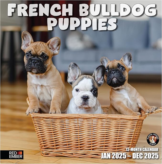 RED EMBER French Bulldog Puppies 2025 Wall Calendar 12 Month | 12" x 24" Open | Thick & Sturdy Paper | Giftable | Calendar 2025
