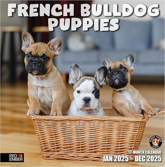 RED EMBER French Bulldog Puppies 2025 Wall Calendar 12 Month | 12" x 24" Open | Thick & Sturdy Paper | Giftable | Calendar 2025