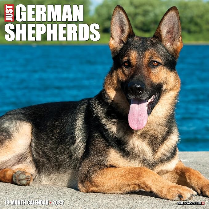 Willow Creek Press German Shepherds Monthly 2025 Wall Calendar (12" x 12")