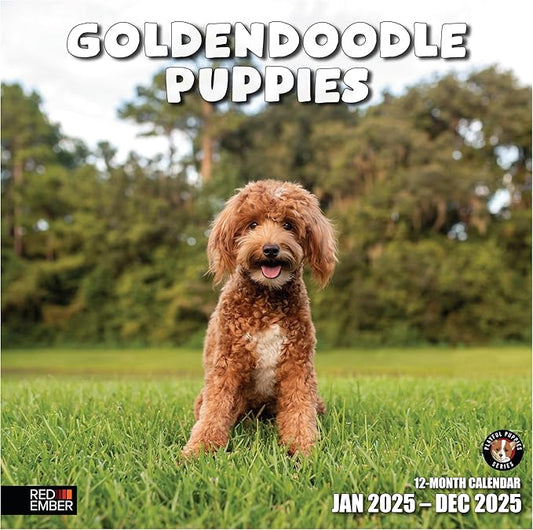 RED EMBER Goldendoodle Puppies 2025 Wall Calendar 12 Month | 12" x 24" Open | Thick & Sturdy Paper | Giftable | Calendar 2025