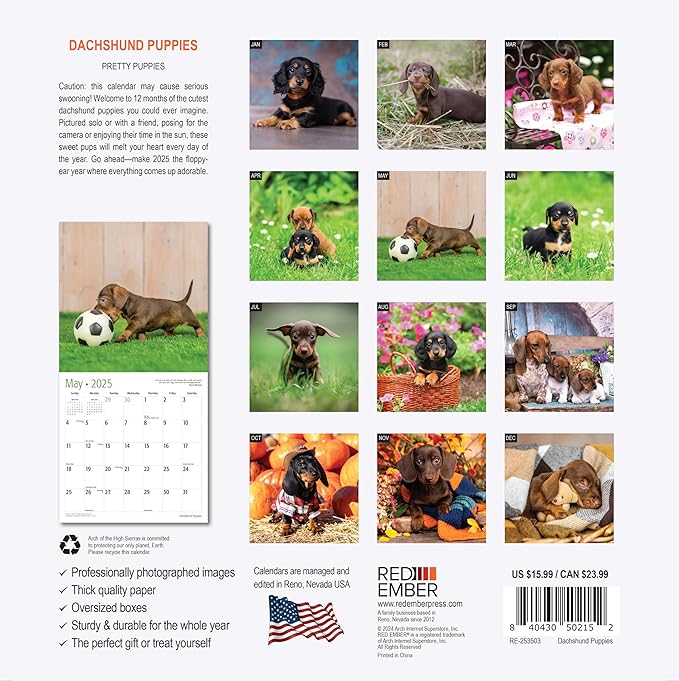 RED EMBER Dachshund Puppies 2025 Wall Calendar 12 Month | 12" x 24" Open | Thick & Sturdy Paper | Giftable | Calendar 2025