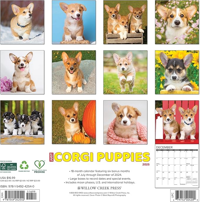 Willow Creek Press Corgi Puppies Monthly 2025 Wall Calendar (12" x 12")