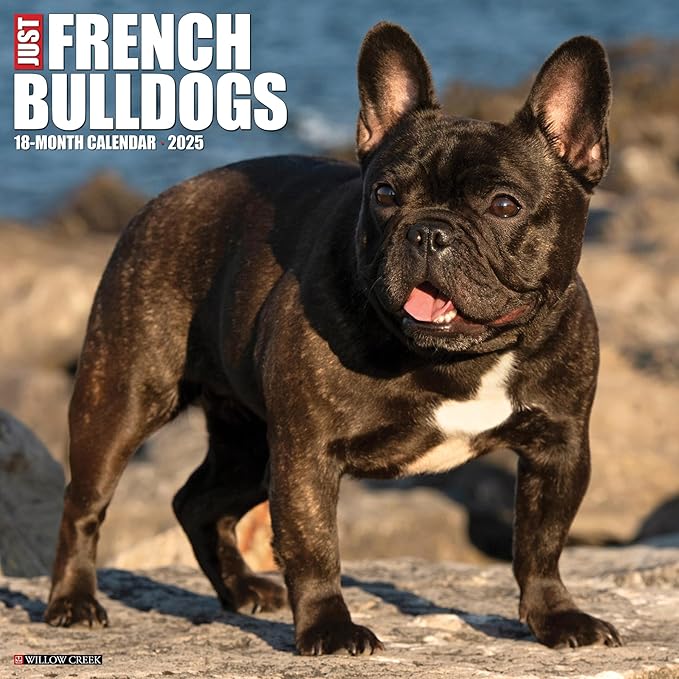 Willow Creek Press French Bulldogs Monthly 2025 Wall Calendar (12" x 12")