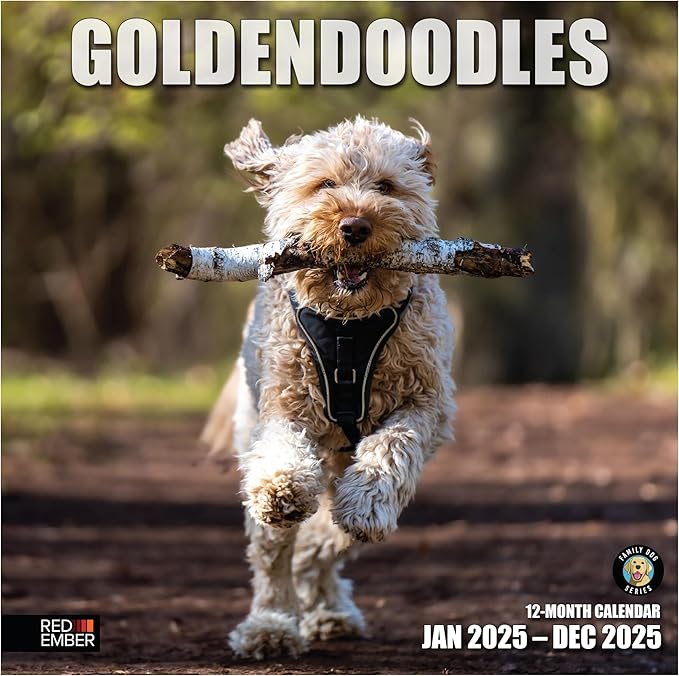 RED EMBER Goldendoodles 2025 Wall Calendar 12 Month | 12" x 24" Open | Thick & Sturdy Paper | Giftable | Calendar 2025